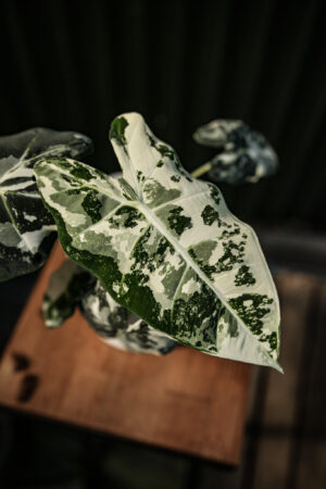 Alocasia Frydek Variegata