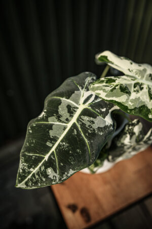 Alocasia Frydek Variegata