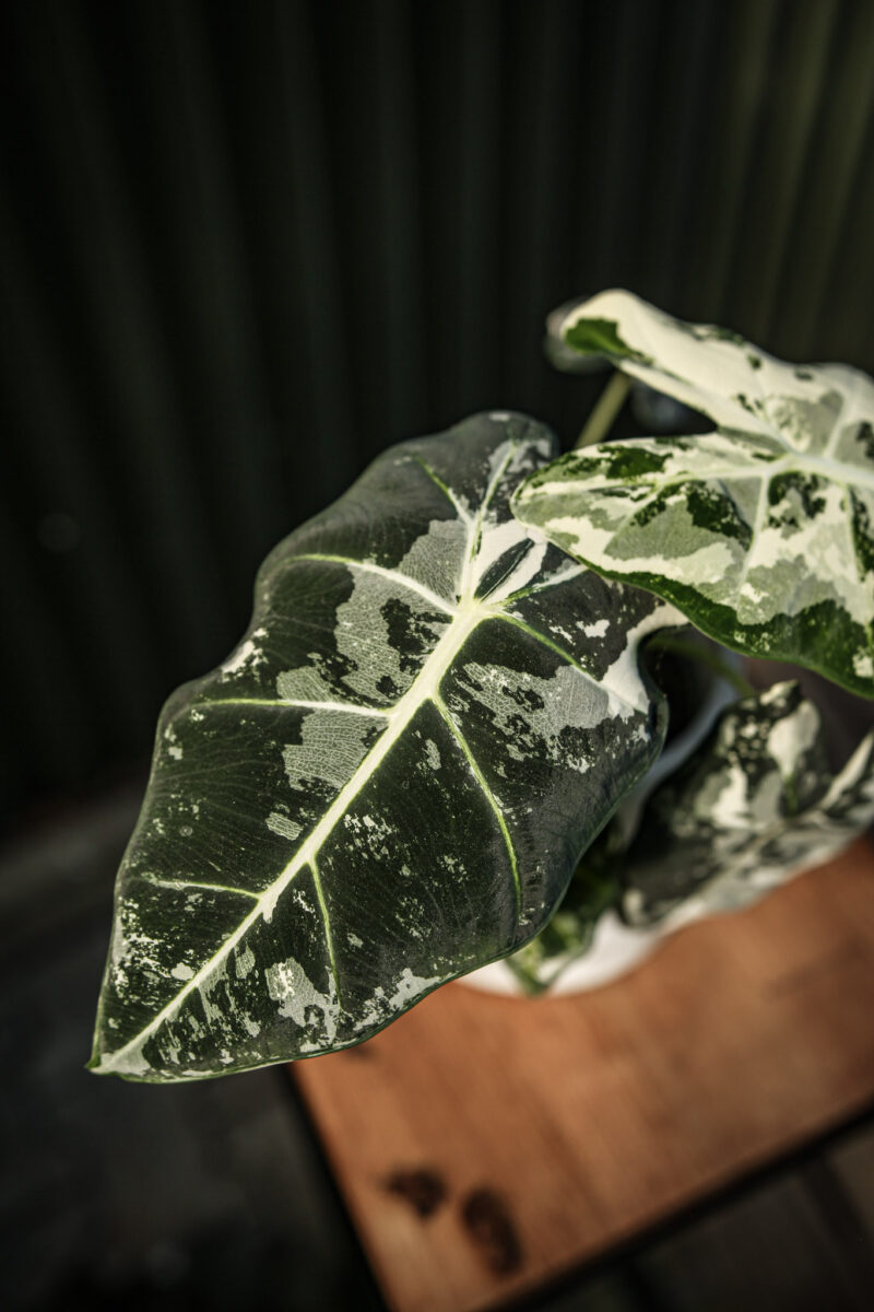 Alocasia Frydek Variegata