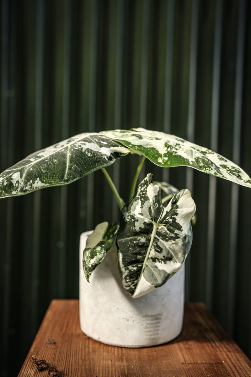 Alocasia Frydek Variegata