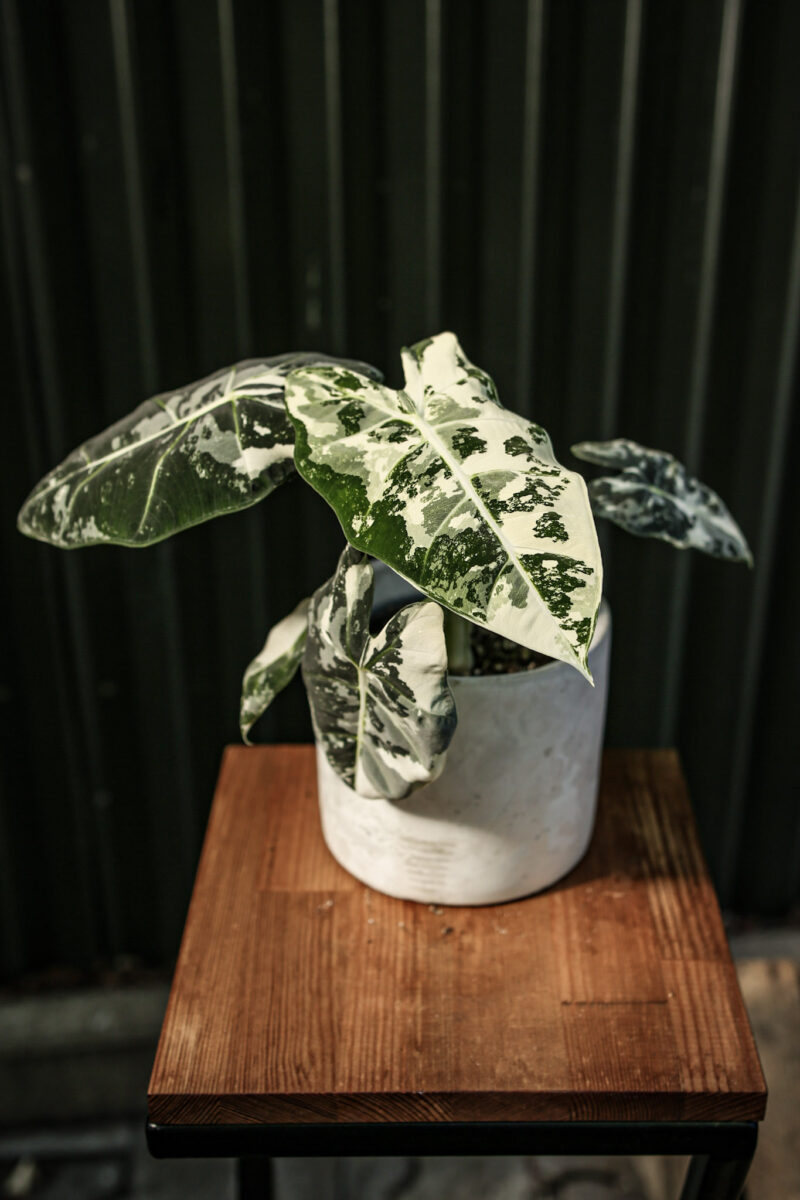 Alocasia Frydek Variegata