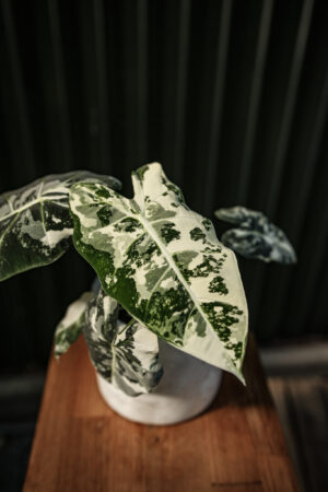 Alocasia Frydek Variegata