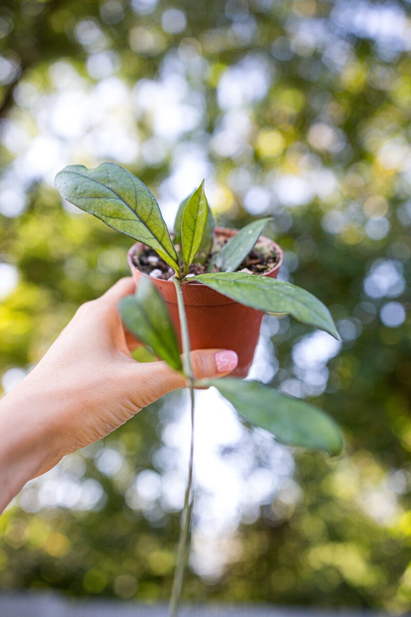 Hoya Crassipetiolata
