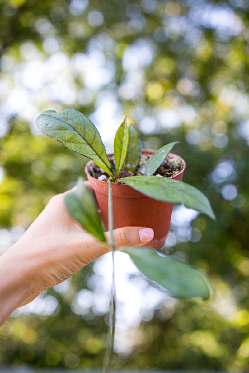 Hoya Crassipetiolata