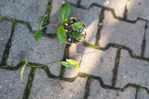 Hoya Crassipetiolata