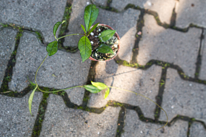 Hoya Crassipetiolata