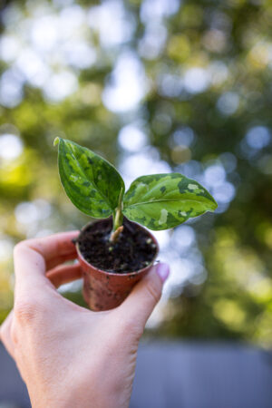 Aglaonema pictum tricolor