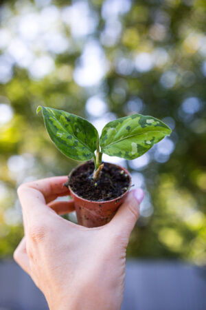 Aglaonema pictum tricolor