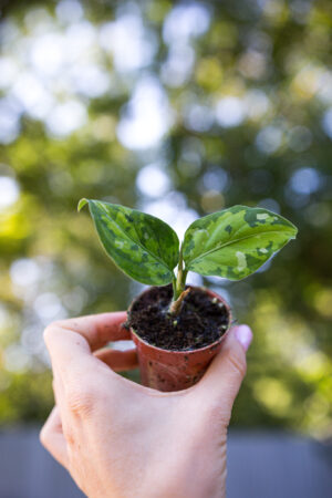 Aglaonema pictum tricolor