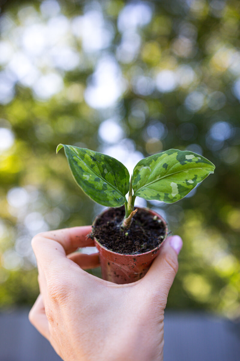 Aglaonema pictum tricolor