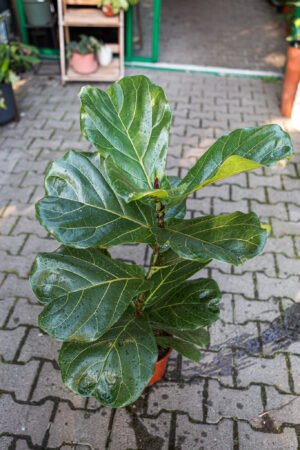 Ficus lyrata Figowiec dębolistny