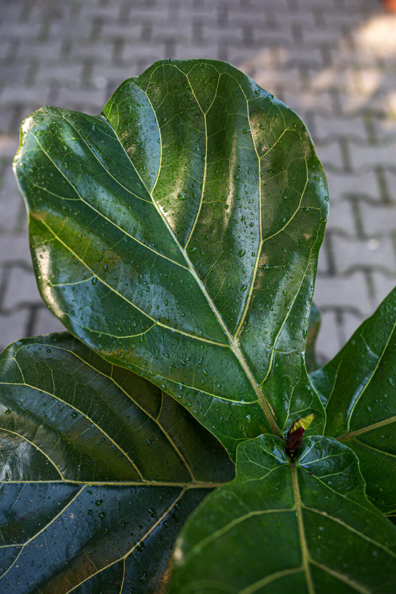 Ficus lyrata Figowiec dębolistny