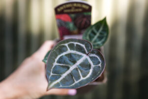 Anthurium (Michelle x Zara) x Zara