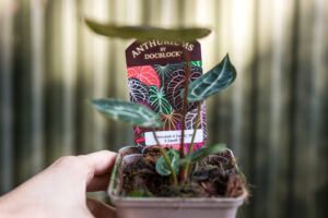 Anthurium (Michelle x Zara) x Zara