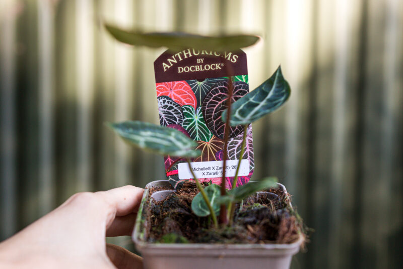 Anthurium (Michelle x Zara) x Zara