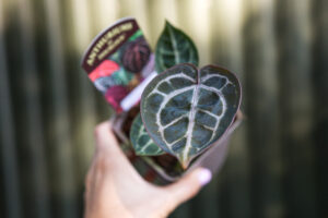 Anthurium (Michelle x Zara) x Zara