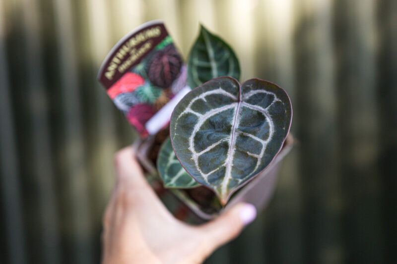 Anthurium (Michelle x Zara) x Zara