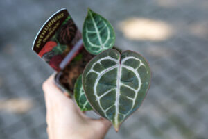 Anthurium (Michelle x Zara) x Zara