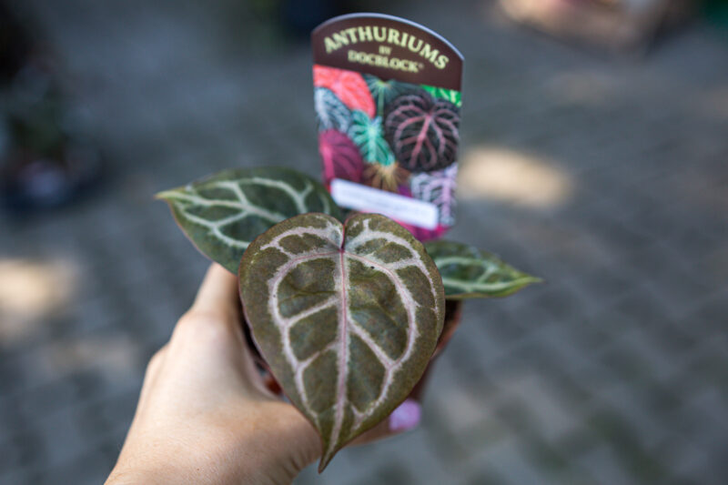 Anthurium Crystallinum Select Large ’53’ X Angela® ’35’ DocBlock Anthurium Crystallinum Select Large ’53’ X Angela® ’35’ DocBlock