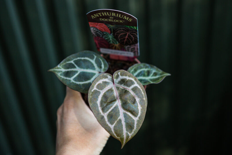 Anthurium Crystallinum Select Large ’53’ X Angela® ’35’ DocBlock