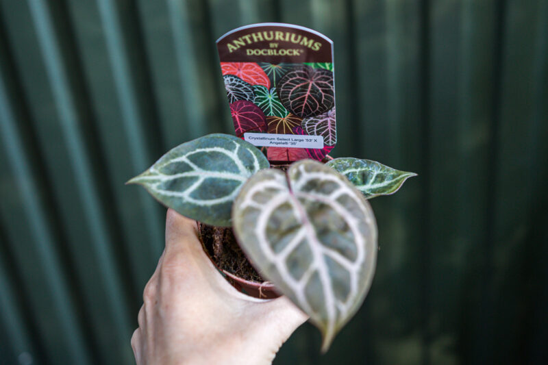 Anthurium Crystallinum Select Large ’53’ X Angela® ’35’ DocBlock