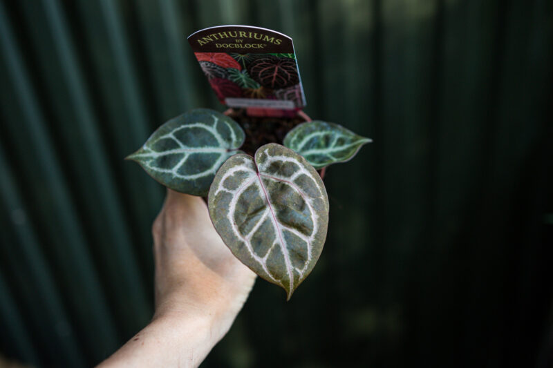 Anthurium Crystallinum Select Large ’53’ X Angela® ’35’ DocBlock