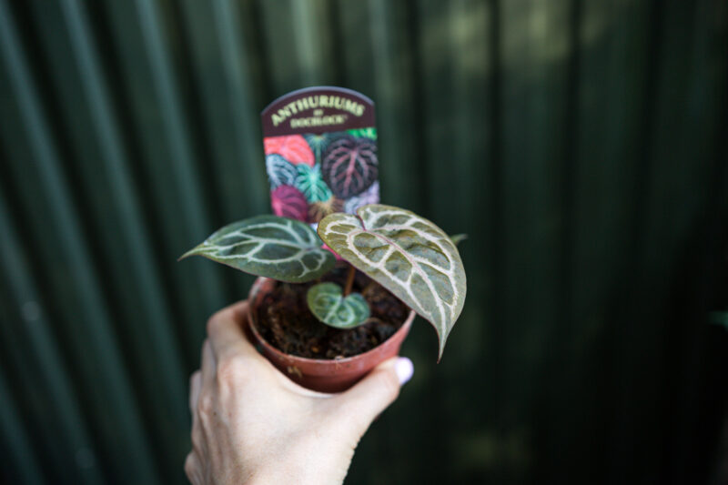 Anthurium Crystallinum Select Large ’53’ X Angela® ’35’ DocBlock