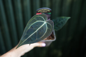 Anthurium Michelle x Zara