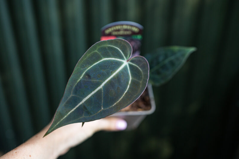 Anthurium Michelle x Zara