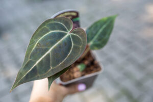 Anthurium Michelle x Zara