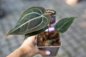 Anthurium Michelle x Zara