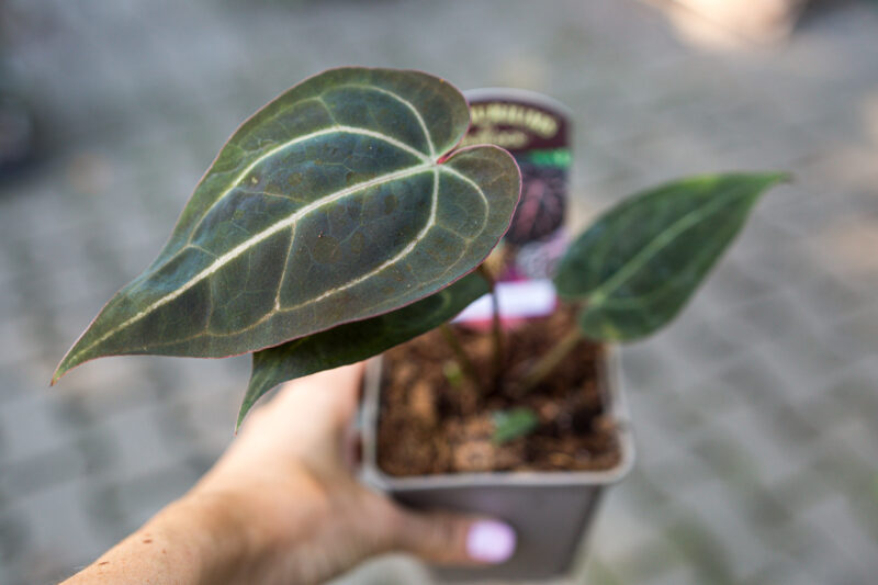 Anthurium Michelle x Zara