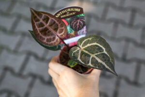 Anthurium Zara x (Michelle x Zara)