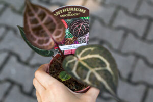 Anthurium Zara x (Michelle x Zara)