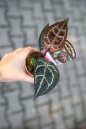 Anthurium Zara x (Michelle x Zara)