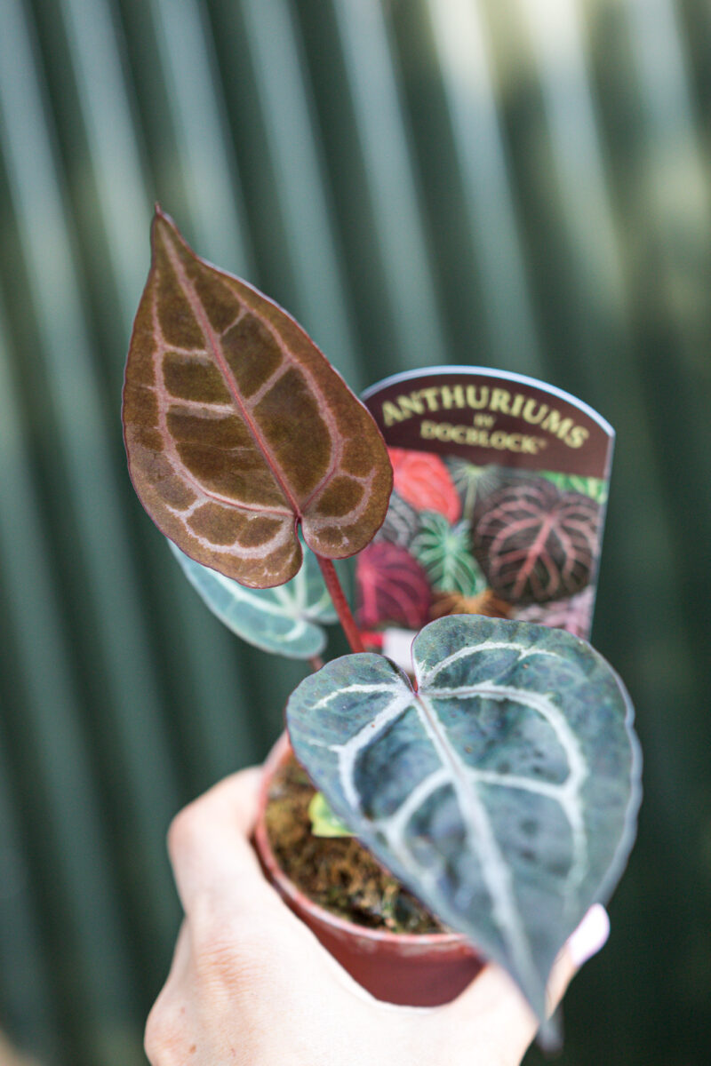 Anthurium Zara x (Michelle x Zara)