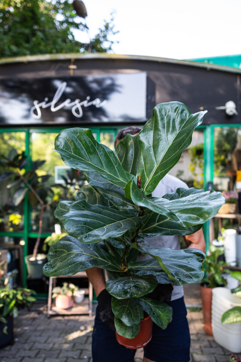 Ficus lyrata Figowiec dębolistny