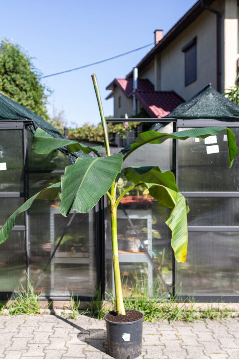 musa itinerans india form