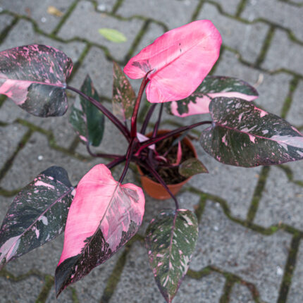 Philodendron Pink Princess Marble