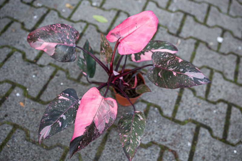Philodendron Pink Princess Marble Philodendron Pink Princess Marble
