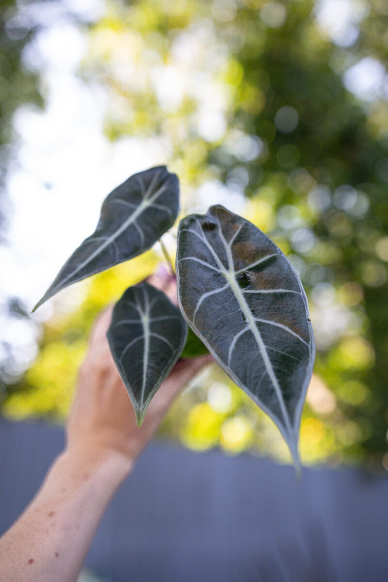 alocasia longiloba grandis