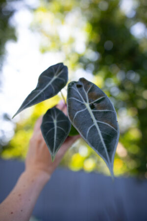 alocasia longiloba grandis