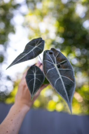 alocasia longiloba grandis