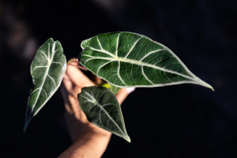alocasia longiloba grandis