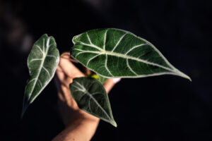 alocasia longiloba grandis
