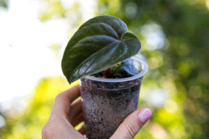 Anthurium nigrolaminum gigi x debile