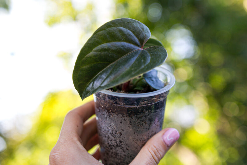 Anthurium nigrolaminum gigi x debile
