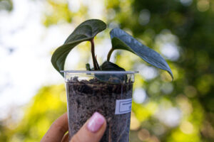 Anthurium nigrolaminum gigi x debile