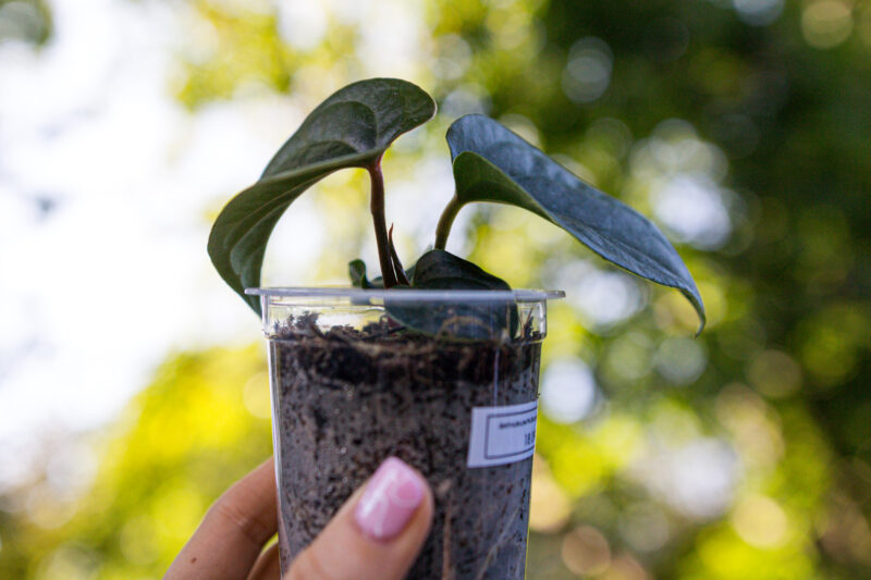 Anthurium nigrolaminum gigi x debile