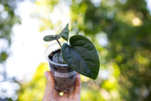 Anthurium nigrolaminum gigi x debile